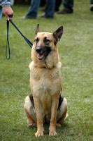 leash in tagalog